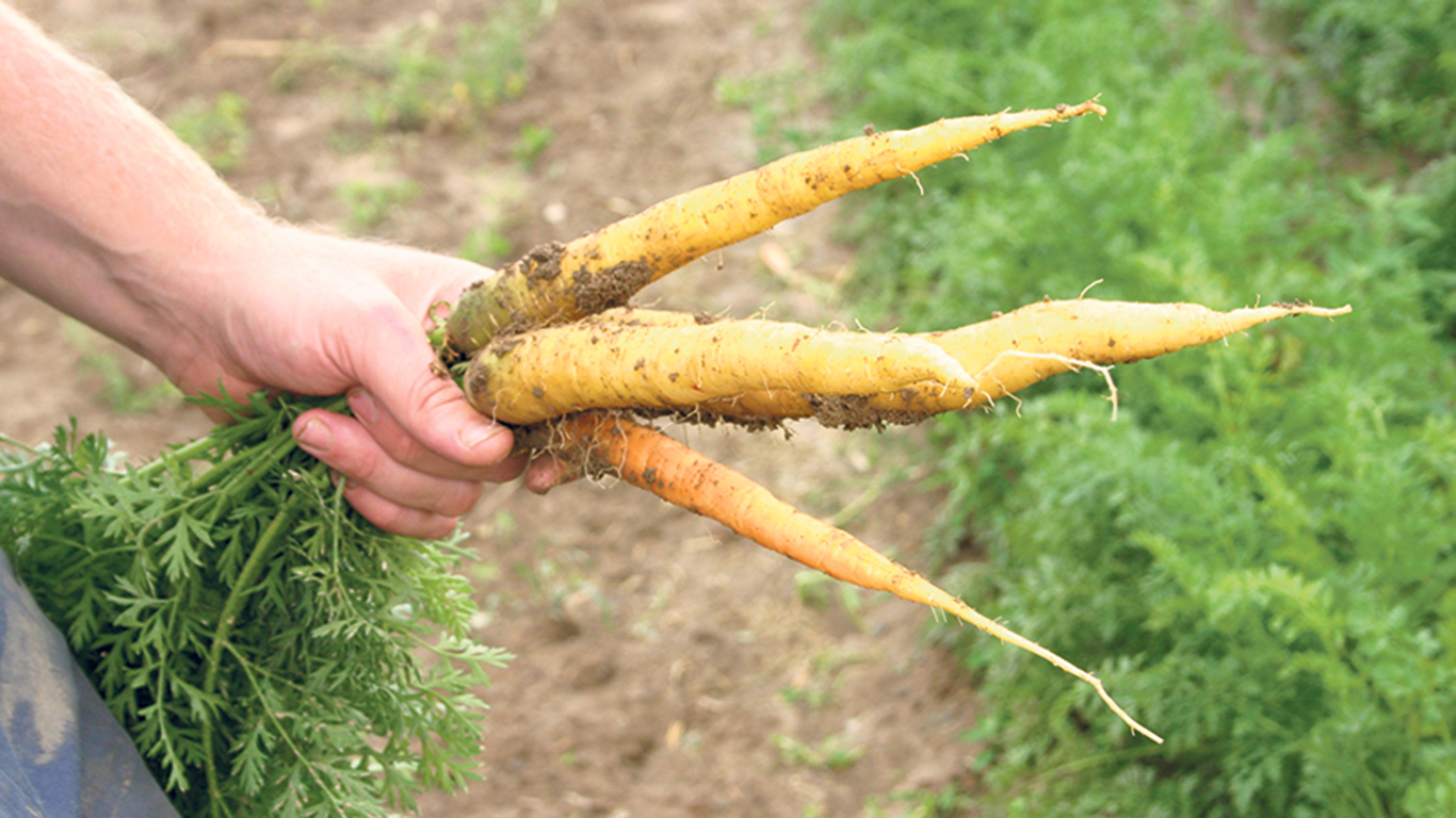Le projet pilote visera à augmenter l’approvisionnement en carottes, en pommes de terre et en oignons frais dans les institutions publiques. Photo : Archives/TCN