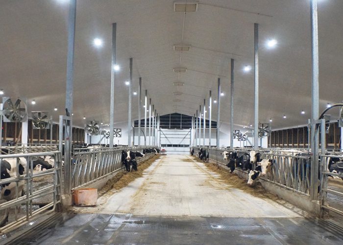 Un producteur laitier doit s’assurer que ses vaches disposent de cycles de lumière adaptés à des heures régulières, selon Chris Roelofsen, de Canarm AgSystems. Photo : Photos : Gracieuseté de Canarm AgSystems