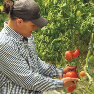 Les ventes de tomates, en serre seulement, se sont élevées à tout près de 92 M$ en 2021, soit 43 % des ventes totales des productions en serre de la province. Photo : Caroline Morneau/Archives TCN
