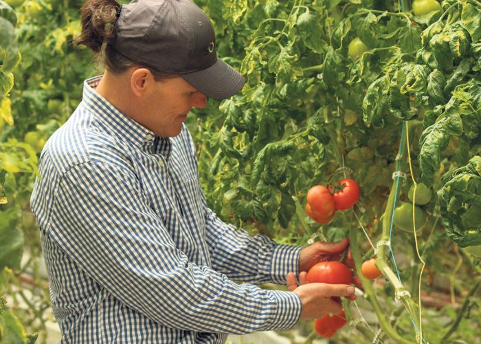 Les ventes de tomates, en serre seulement, se sont élevées à tout près de 92 M$ en 2021, soit 43 % des ventes totales des productions en serre de la province. Photo : Caroline Morneau/Archives TCN