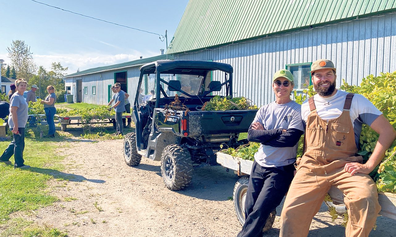 Pierre Berthiaume et Steve Berthiaume, propriétaires des Jardins de Carmanor, lors de la journée de cueillette du houblon, en septembre. Photo : Geneviève Quessy