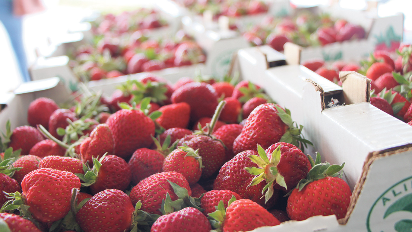 Sur 350 fermes de fraises et framboises au Québec, plus de la moitié sont des fermes de petite ou de moyenne taille qui embauchent de la main-d’œuvre locale, dont des enfants. Photo : Archives/TCN