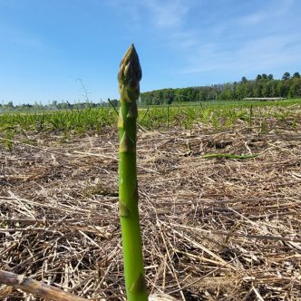 À L’Assomption, dans Lanaudière, Josiane Cormier, qui cultive six hectares d’asperges, s’est résignée à faucher à la machine la totalité de ses champs, le 18 mai. Photo : Facebook/Ferme Cormier
