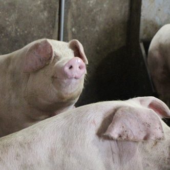 Des éleveurs de porcs tentent de créer un regroupement dont l’objectif serait d’assurer la survie des fermes indépendantes. Photo : Patricia Blackburn/Archives TCN