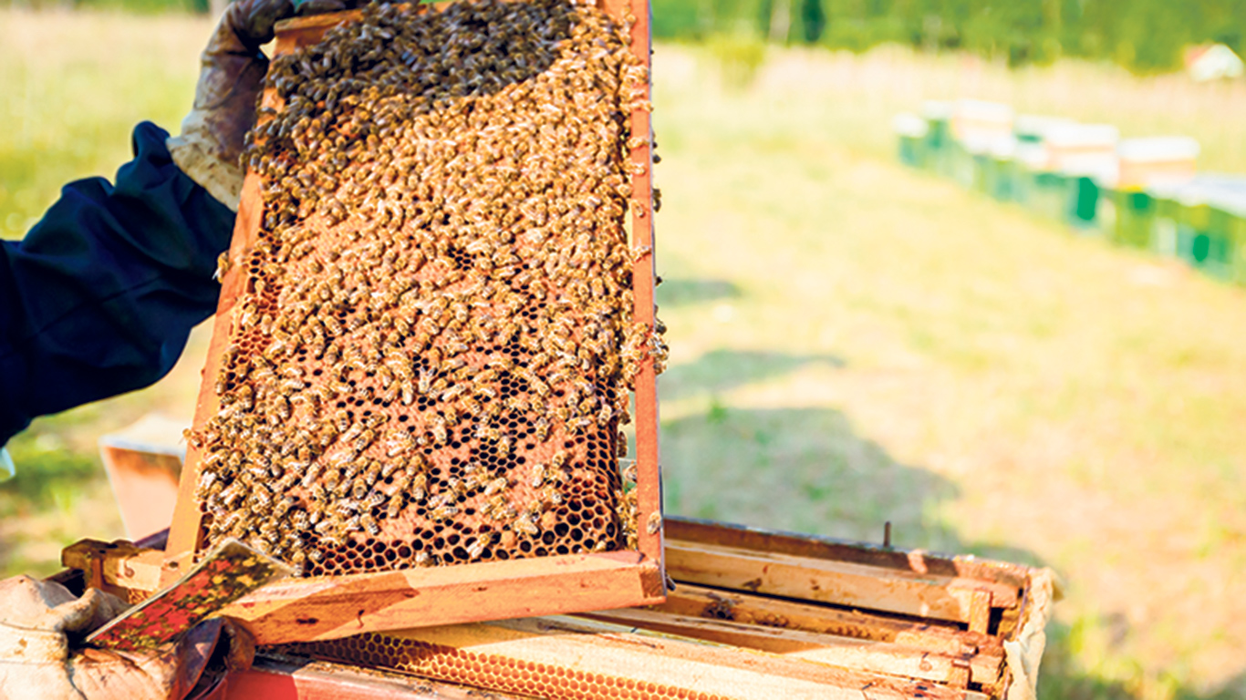 Cette année, au Québec, la mortalité hivernale des abeilles domestiques est plus basse que la moyenne habituelle. Photo : Shutterstock