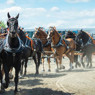 La présentation d’un attelage de 10 chevaux avait été un grand succès en 2022, selon les organisateurs. Photo : Facebook/Expo agricole de Saint-Hyacinthe