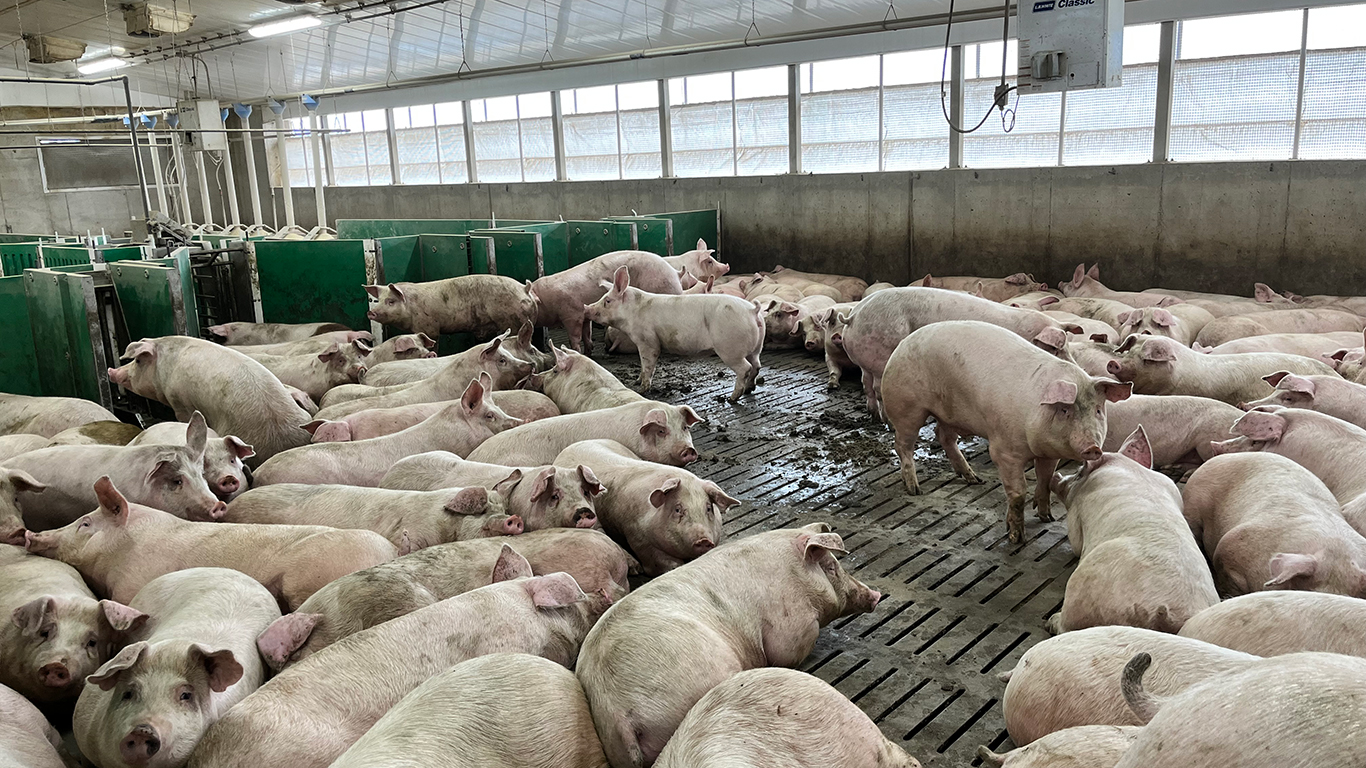 La baisse d’achats de plus d’un million de porcs au Québec d’ici janvier 2024, comme annoncée par le transformateur Olymel, entraîne un surplus de production qui doit être écoulé aux États-Unis. Photo : Martin Ménard/TCN