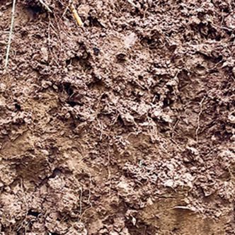 Les cultures pérennes retournent chaque année des quantités appréciables de matière organique vers le sol. Photo : Gracieuseté de Marie-Élise Samson