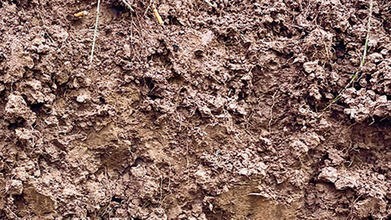 Les cultures pérennes retournent chaque année des quantités appréciables de matière organique vers le sol. Photo : Gracieuseté de Marie-Élise Samson