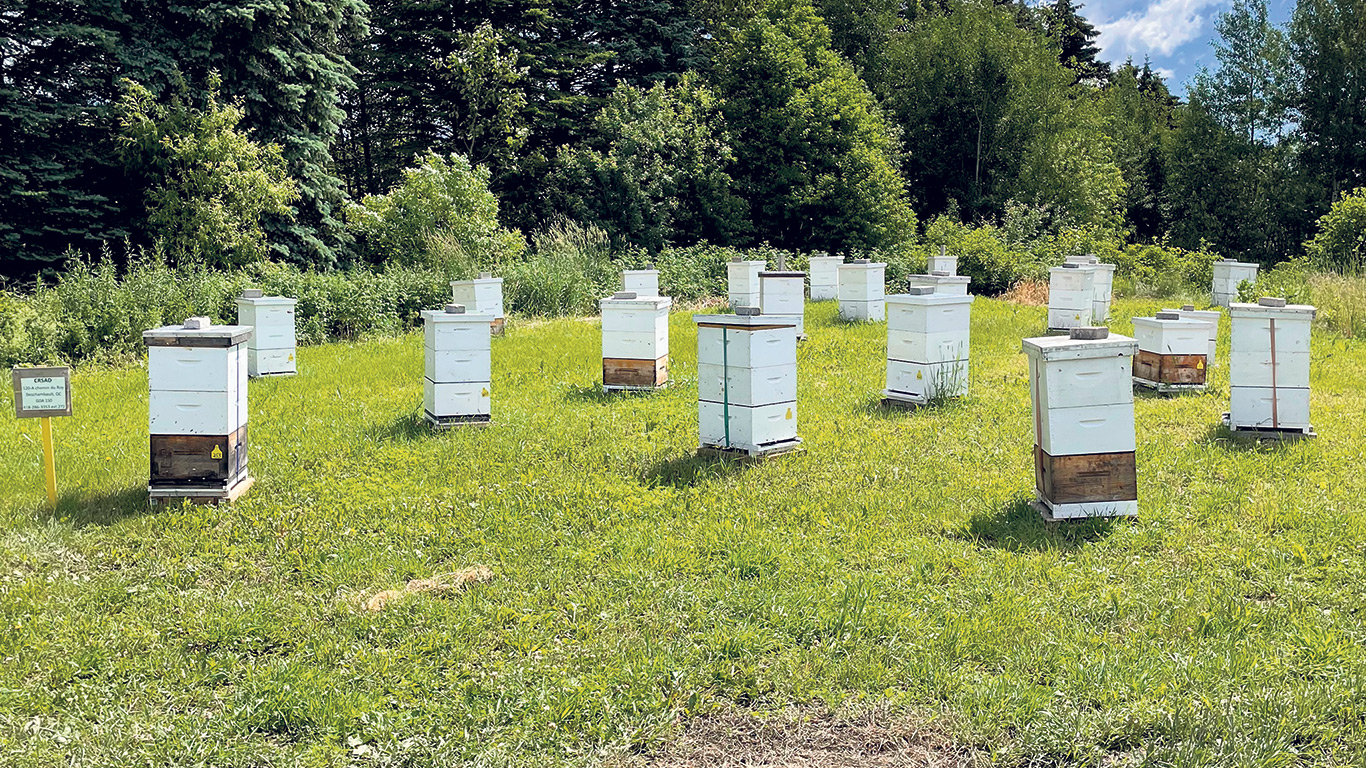 Quelques-unes des ruches du Centre de recherche en sciences animales de Deschambault. Photo : Gracieuseté de Laurence Plamondon