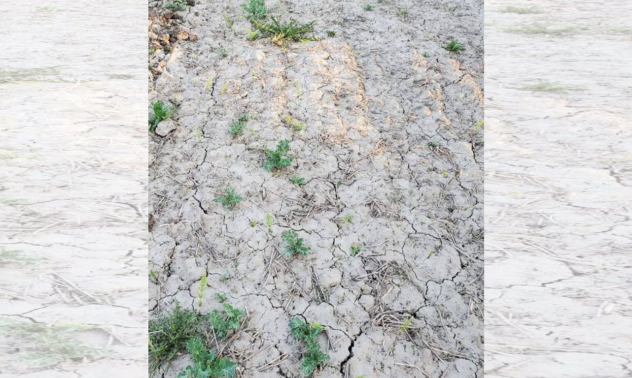 La terre de certains champs de Johanne Pagé manque d’eau et est anormalement dure en cette période printanière. Photo : Johanne Pagé