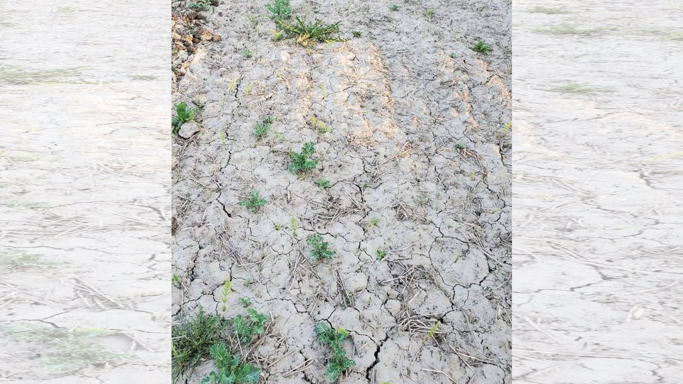 La terre de certains champs de Johanne Pagé manque d’eau et est anormalement dure en cette période printanière. Photo : Johanne Pagé