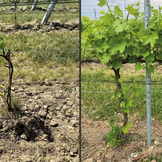 À gauche, une vigne poussant en sol compacté, dont la productivité s’annonce faible, et à droite, une vigne en meilleure santé poussant dans un sol en bonne condition. Crédit photo : Sophie Lachapelle / TCN