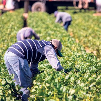 Le nombre de plaintes déposées au Québec par des travailleurs étrangers temporaires agricoles ou par des organismes qui les accompagnent est passé de seulement 3 en 2019 à 45 en 2021, puis a bondi à 133 en 2022. Photo : Shutterstock.com