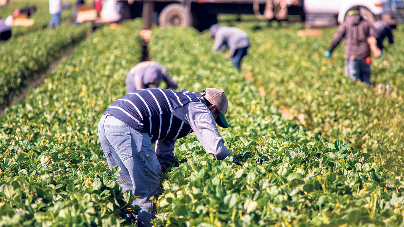 Le nombre de plaintes déposées au Québec par des travailleurs étrangers temporaires agricoles ou par des organismes qui les accompagnent est passé de seulement 3 en 2019 à 45 en 2021, puis a bondi à 133 en 2022. Photo : Shutterstock.com