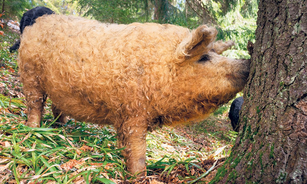 Les porcs de race Mangalitsa se distinguent entre autres par leur laine bouclée. Photo : Shutterstock