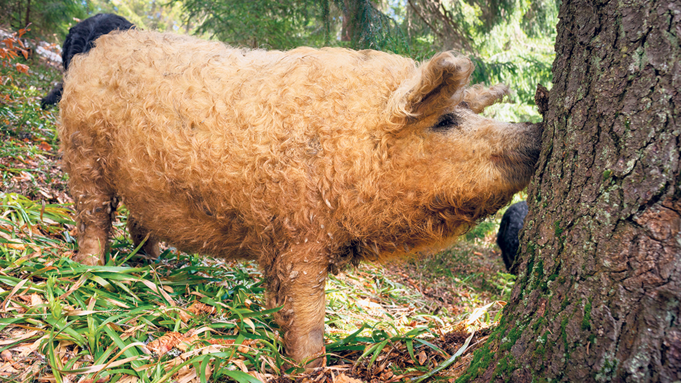 Les porcs de race Mangalitsa se distinguent entre autres par leur laine bouclée. Photo : Shutterstock