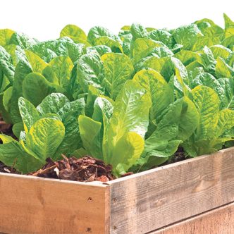 Quelle déception d’arriver au jardin et de constater que nos salades ont les racines complètement mangées! Photo : Shutterstock