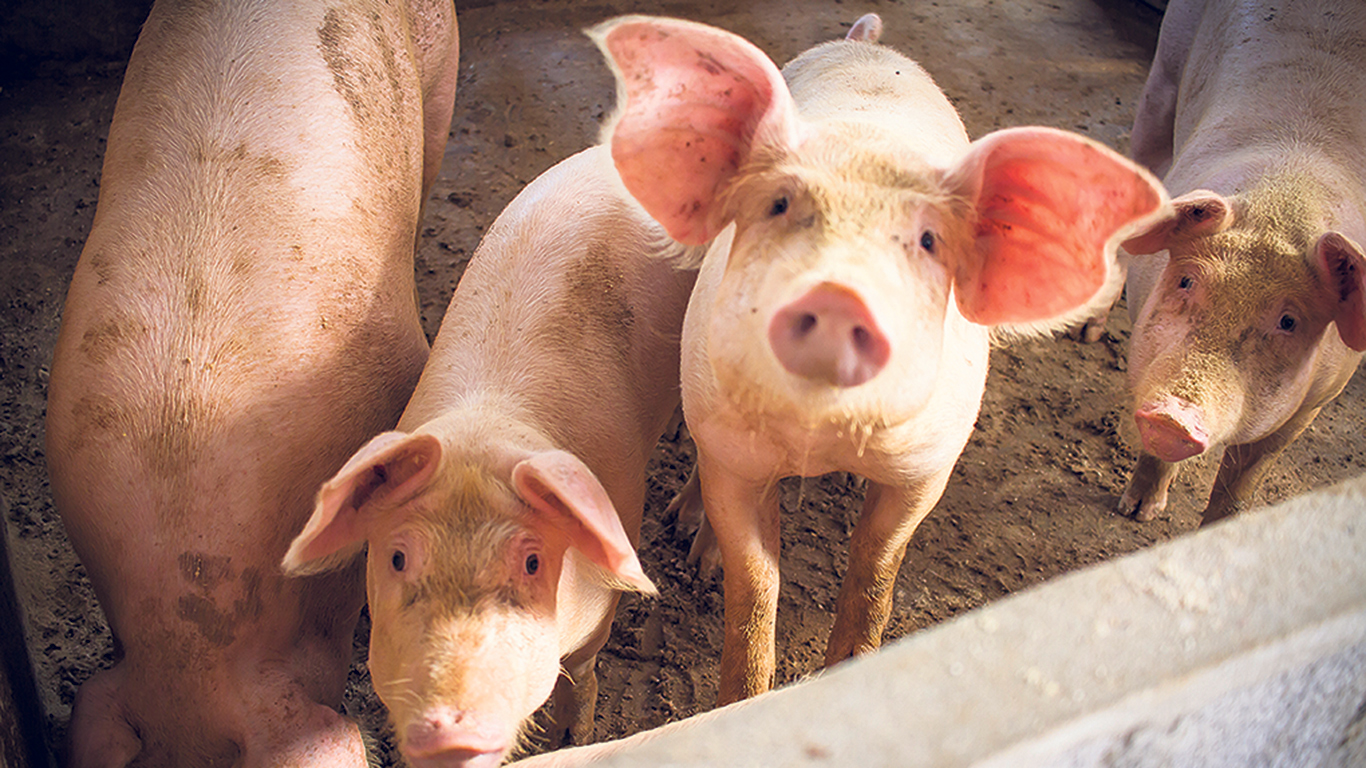 En août 2021, la peste porcine africaine a été détectée en République dominicaine, semant l’inquiétude quant à une possible propagation du virus aux pays de l’Amérique, jusqu’ici épargnés. Photo : Shutterstock