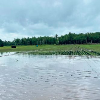 Des cultures d’oignons verts d’Olivier Barbeau, à Hemmingford, ont été complètement inondées. Photo : Olivier Barbeau