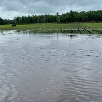 Des cultures d’oignons verts d’Olivier Barbeau, à Hemmingford, ont été complètement inondées. Photo : Olivier Barbeau