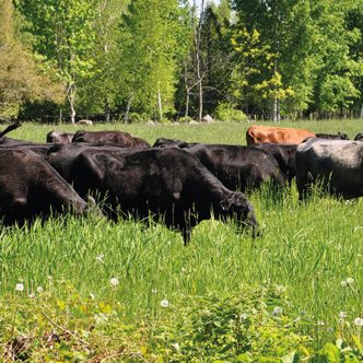 Environ 25 producteurs bovins québécois participeront à l’un des projets de recherche, afin d’analyser les pratiques entourant la santé et la productivité des troupeaux vaches-veaux. Photo : Gracieuseté des Producteurs de bovins du Québec