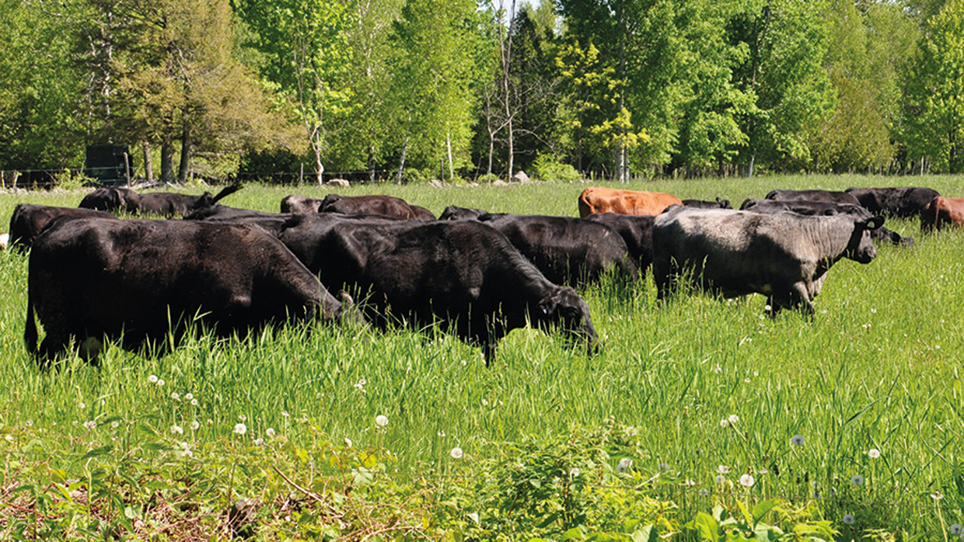 Environ 25 producteurs bovins québécois participeront à l’un des projets de recherche, afin d’analyser les pratiques entourant la santé et la productivité des troupeaux vaches-veaux. Photo : Gracieuseté des Producteurs de bovins du Québec