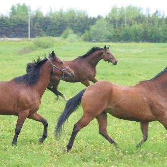 Les chevaux de l’ITAQ sont en vacances pour l’été. Photo : Gracieuseté de Lisa Boucher