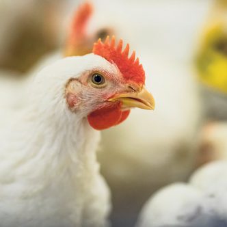 Le prix du poulet sur le marché a progressé de 10,4 % au cours de la dernière année. C’est quatre fois plus que le prix du porc, et près de deux fois plus que celui du bœuf. Photo : Les Éleveurs de volailles du Québec