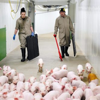 Une version améliorée du Programme d’apprentissage en milieu de travail en production porcine, qui consiste à jumeler un employé d’expérience à un apprenti ouvrier pour le former directement à la ferme, vient d’être lancé. Photo : Gracieuseté des Éleveurs de porcs du Québec