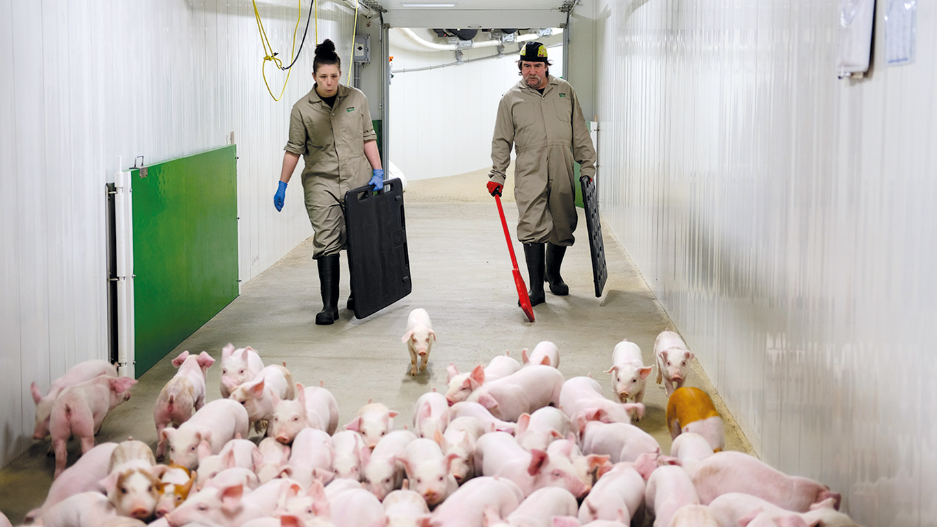 Une version améliorée du Programme d’apprentissage en milieu de travail en production porcine, qui consiste à jumeler un employé d’expérience à un apprenti ouvrier pour le former directement à la ferme, vient d’être lancé. Photo : Gracieuseté des Éleveurs de porcs du Québec