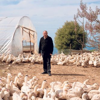 Depuis 2020, la grippe aviaire a causé la perte de 256 millions de volailles dans le monde. Photo : Gracieuseté de l’OMSA