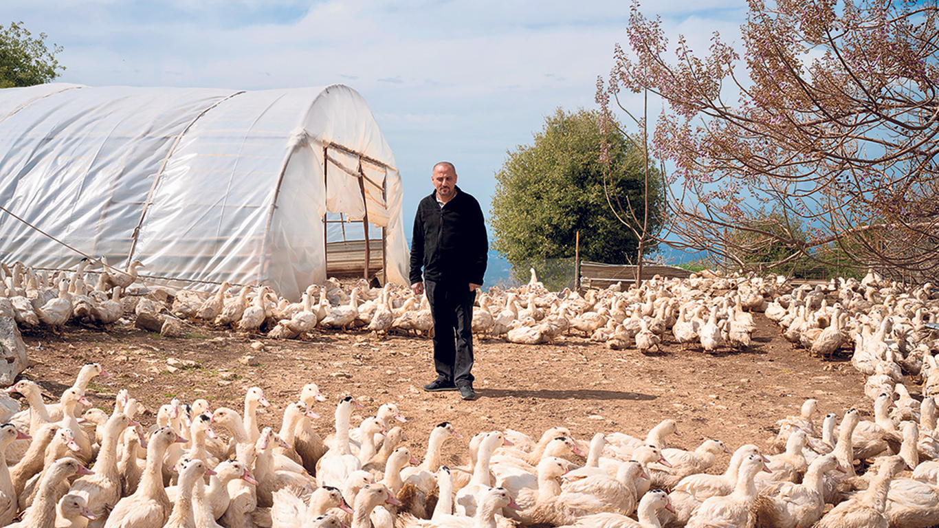 Depuis 2020, la grippe aviaire a causé la perte de 256 millions de volailles dans le monde. Photo : Gracieuseté de l’OMSA