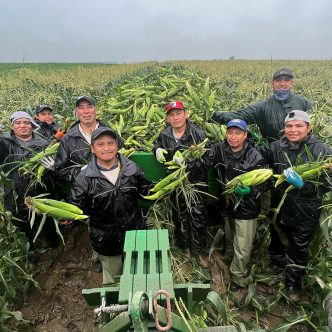 Les travailleurs d’Éric Vinet récoltaient du maïs sucré les pieds dans la boue, mais avec le sourire, le 18 juillet, à Saint-Rémi. Photo: Gracieuseté d’Éric Vinet