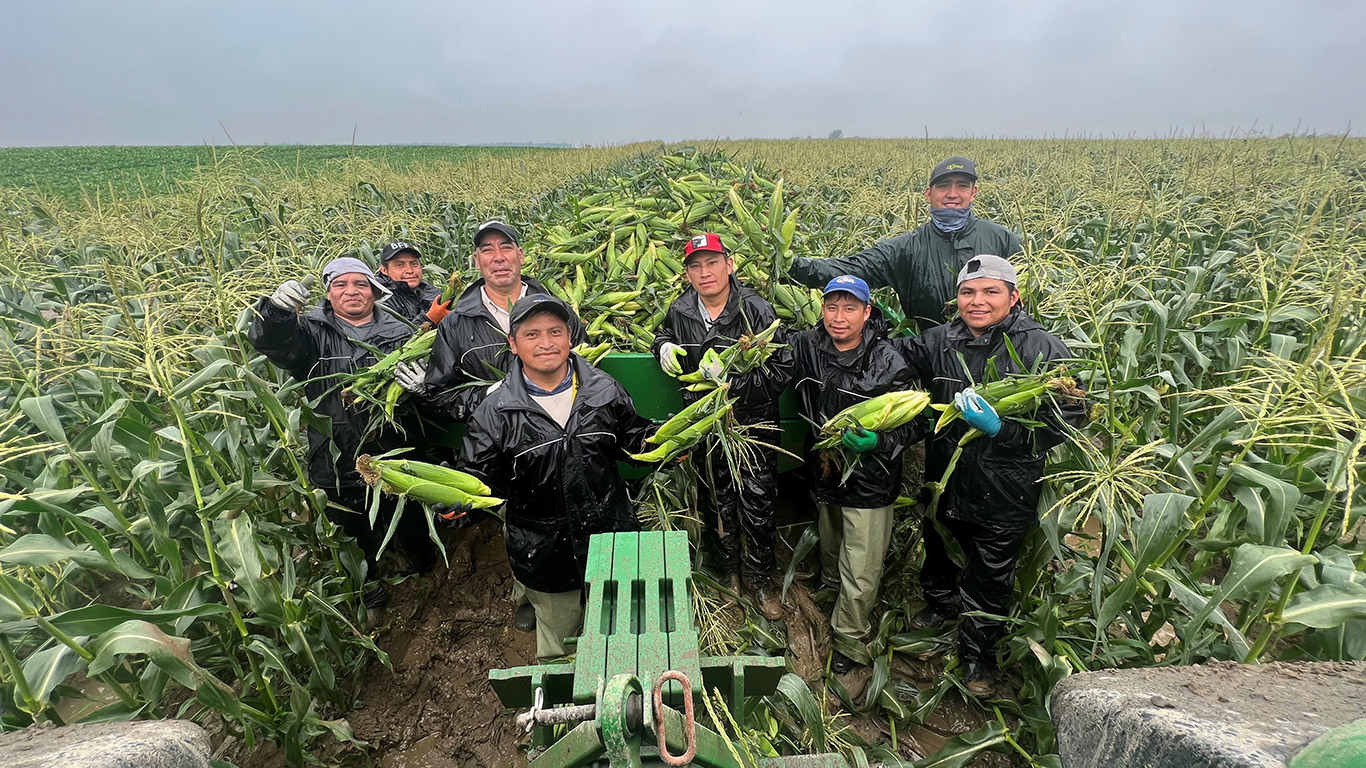 Les travailleurs d’Éric Vinet récoltaient du maïs sucré les pieds dans la boue, mais avec le sourire, le 18 juillet, à Saint-Rémi. Photo: Gracieuseté d’Éric Vinet