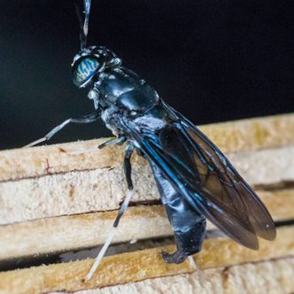 Le cycle de reproduction de la mouche soldat noire est très rapide. Environ huit générations se succèdent en un an.