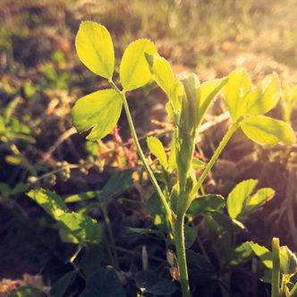 Le semis parfait est à votre portée. Quelques astuces à explorer peuvent vous aider. Photo : Shutterstock