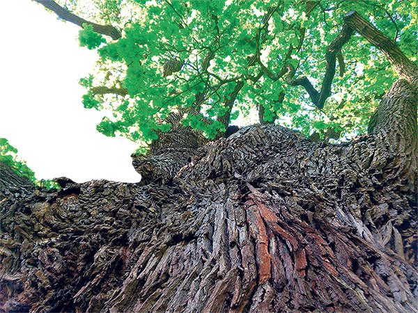 Le Quercus macrocarpa, un géant de 20 mètres de haut et de 20 mètres de large, est idéal pour les grands terrains. Photo : Shutterstock