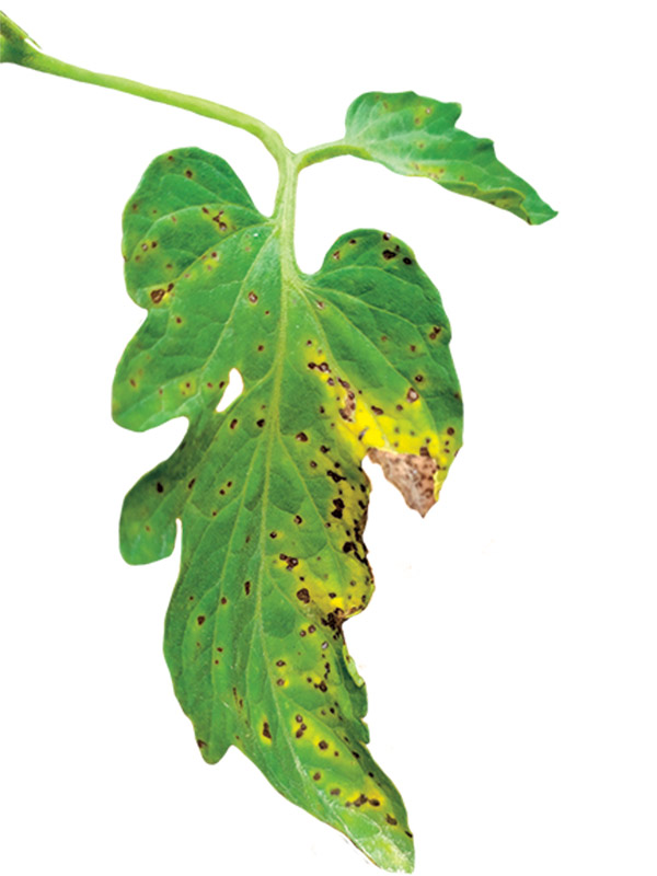 Des plaques jaunes avec des picots bruns apparaissent sur le bas des feuilles. Celles-ci se rabougrissent et se dessèchent. Plus la maladie avance et plus les feuilles jaunissent. Photo : Shutterstock