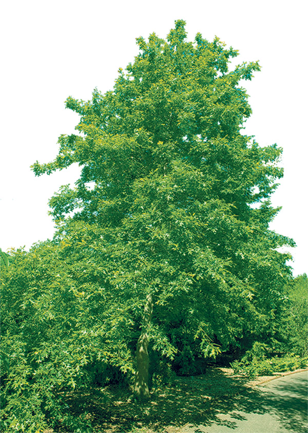 Le Quercus palustris, ou chêne des marais, est zoné 4. Photo : Shutterstock