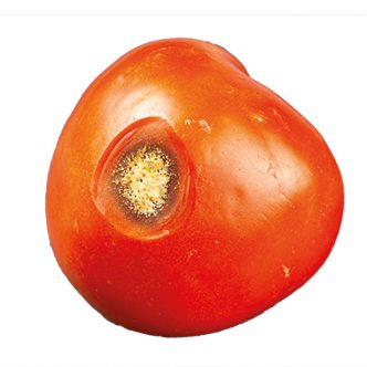 Les tomates se couvrent de points bruns creux et leur chair devient granuleuse. Photo : Shutterstock