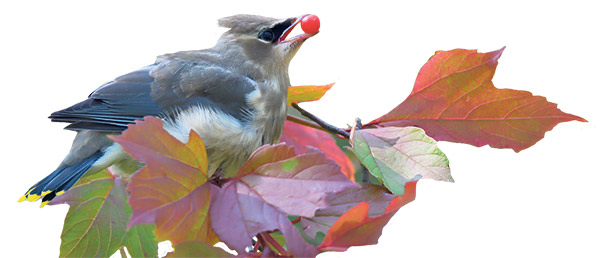 Le pimbina est adoré des oiseaux qui, au début de l’hiver, se gavent de ses fruits rouges. Photo : Shutterstock
