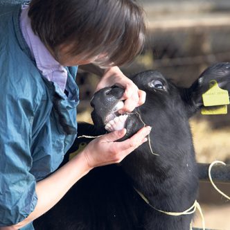 Les vétérinaires formés à l’étranger, mais dont le diplôme n’est pas reconnu au Québec, pourraient être autorisés, sous certaines conditions, à exercer la médecine vétérinaire dans leur domaine spécifique de spécialisation. Photo : Shutterstock