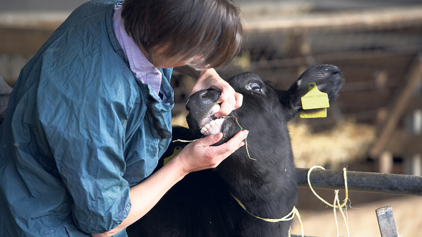Les vétérinaires formés à l’étranger, mais dont le diplôme n’est pas reconnu au Québec, pourraient être autorisés, sous certaines conditions, à exercer la médecine vétérinaire dans leur domaine spécifique de spécialisation. Photo : Shutterstock
