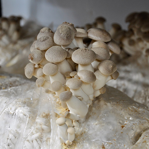 Les champignons shiitaké sont des champignons d'origine asiatique. Ils sont bien charnus et parfumés un peu comme des champignons sauvages.