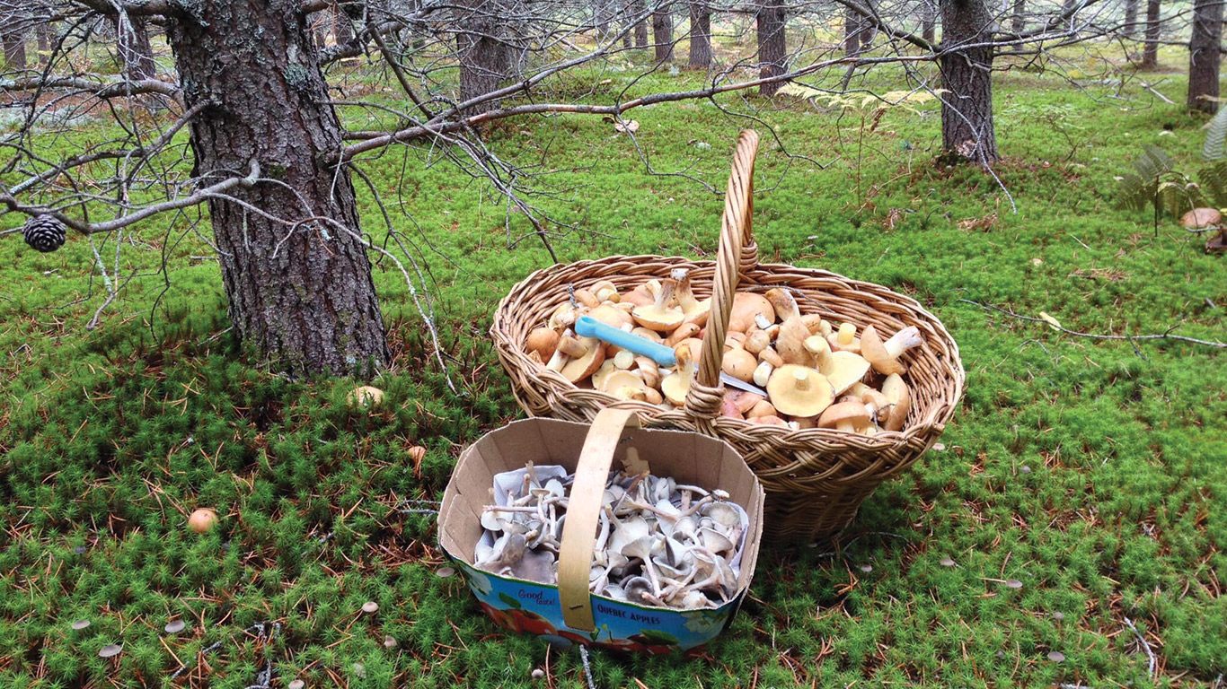 Les activités de cueillette et les ateliers de cuisine des champignons se sont multipliés dans la région. Photo : Lorraine Hallé