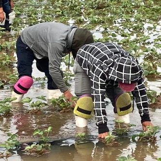 Après la sécheresse du printemps, les agriculteurs de plusieurs régions du Québec ont subi des averses diluviennes qui ont occasionné des pertes de rendement ou de qualité. Photo : Gracieuseté de l’UPA