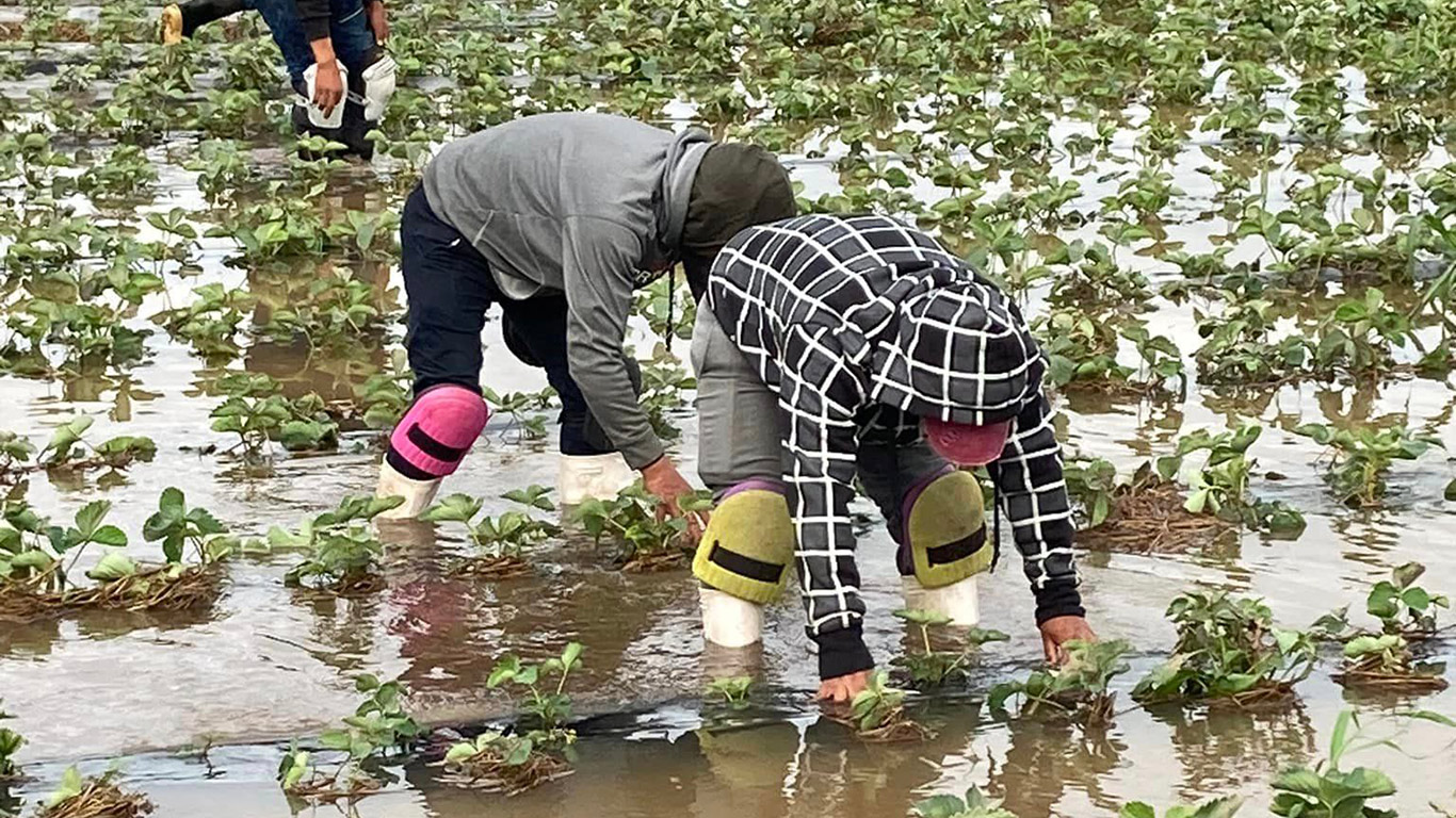 Après la sécheresse du printemps, les agriculteurs de plusieurs régions du Québec ont subi des averses diluviennes qui ont occasionné des pertes de rendement ou de qualité. Photo : Gracieuseté de l’UPA