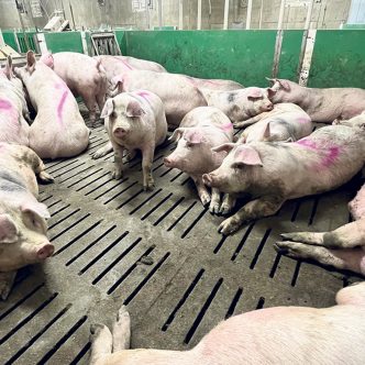Les porcs sont moins nombreux que prévu dans les engraissements de la province, alors que les Éleveurs de porcs du Québec n’ont pas encore mis en branle leur mécanisme de retrait temporaire pour faire décroître la production. Photo : Martin Ménard/Archives TCN