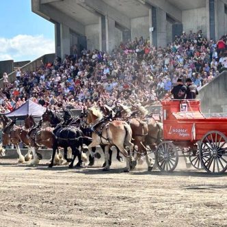 L’attelage de dix chevaux de Denis Lussier s’est avéré un coup de cœur du public. Photo : Facebook/Lussier Belgians